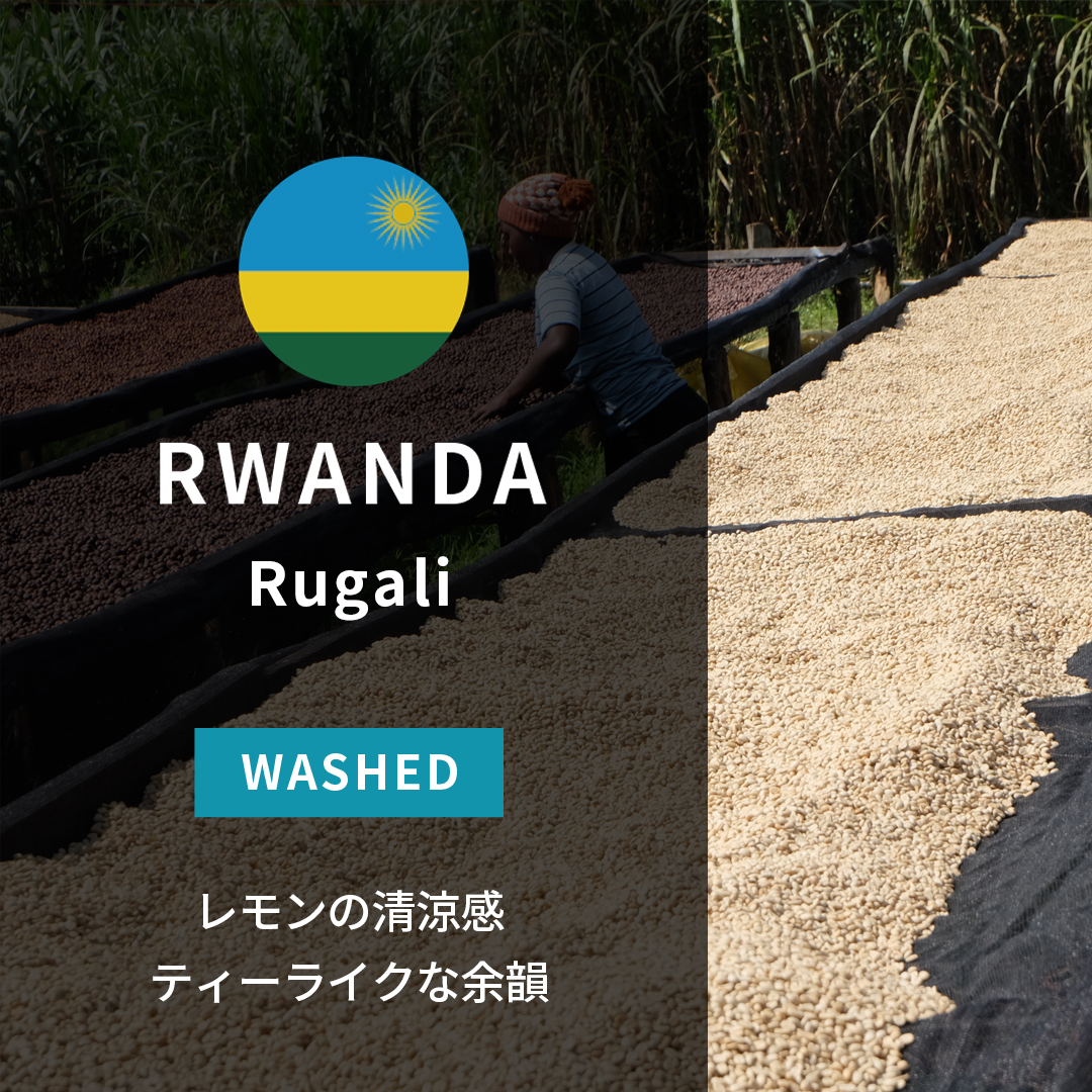 [25%OFF] カット無し、ルワンダ cbj_s117_er Rwanda Rugali A1 TOP Washed(24/25年クロップ) | ORIGIN COUNTRIES